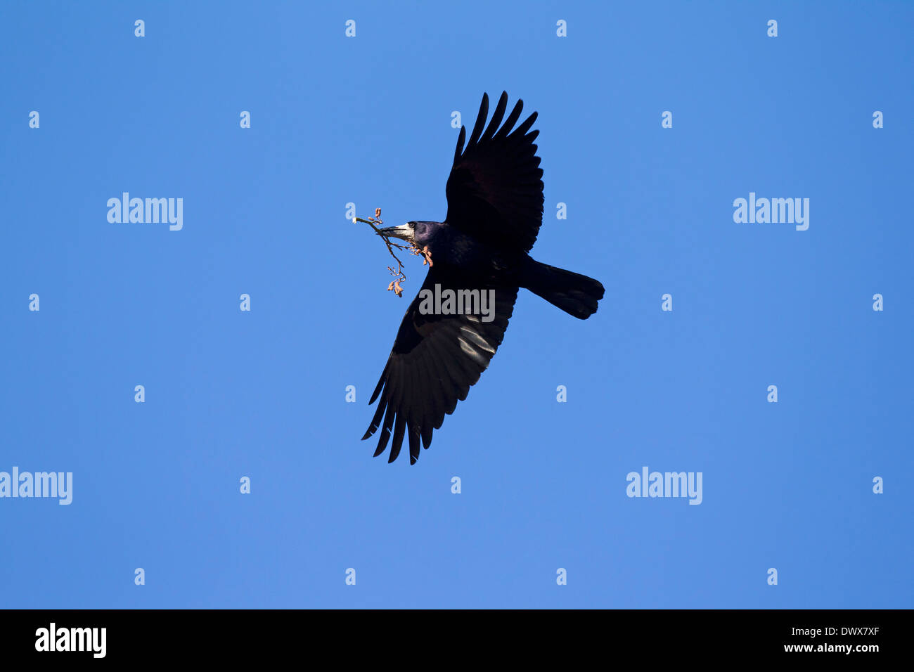 Turm (Corvus Frugilegus) während des Fluges mit Zweig im Schnabel als Verschachtelung besonder Verschachtelung Material für den Nestbau Stockfoto