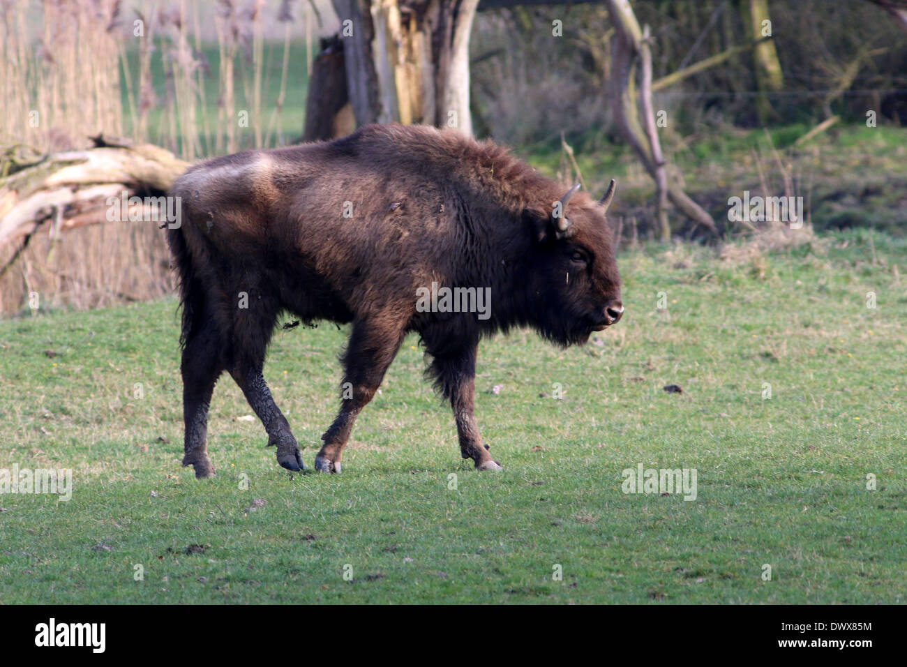 20 Bilder von einer Herde Wisente oder Wisente (Bison Bonasus) in Natuurpark Lelystad, Niederlande Stockfoto