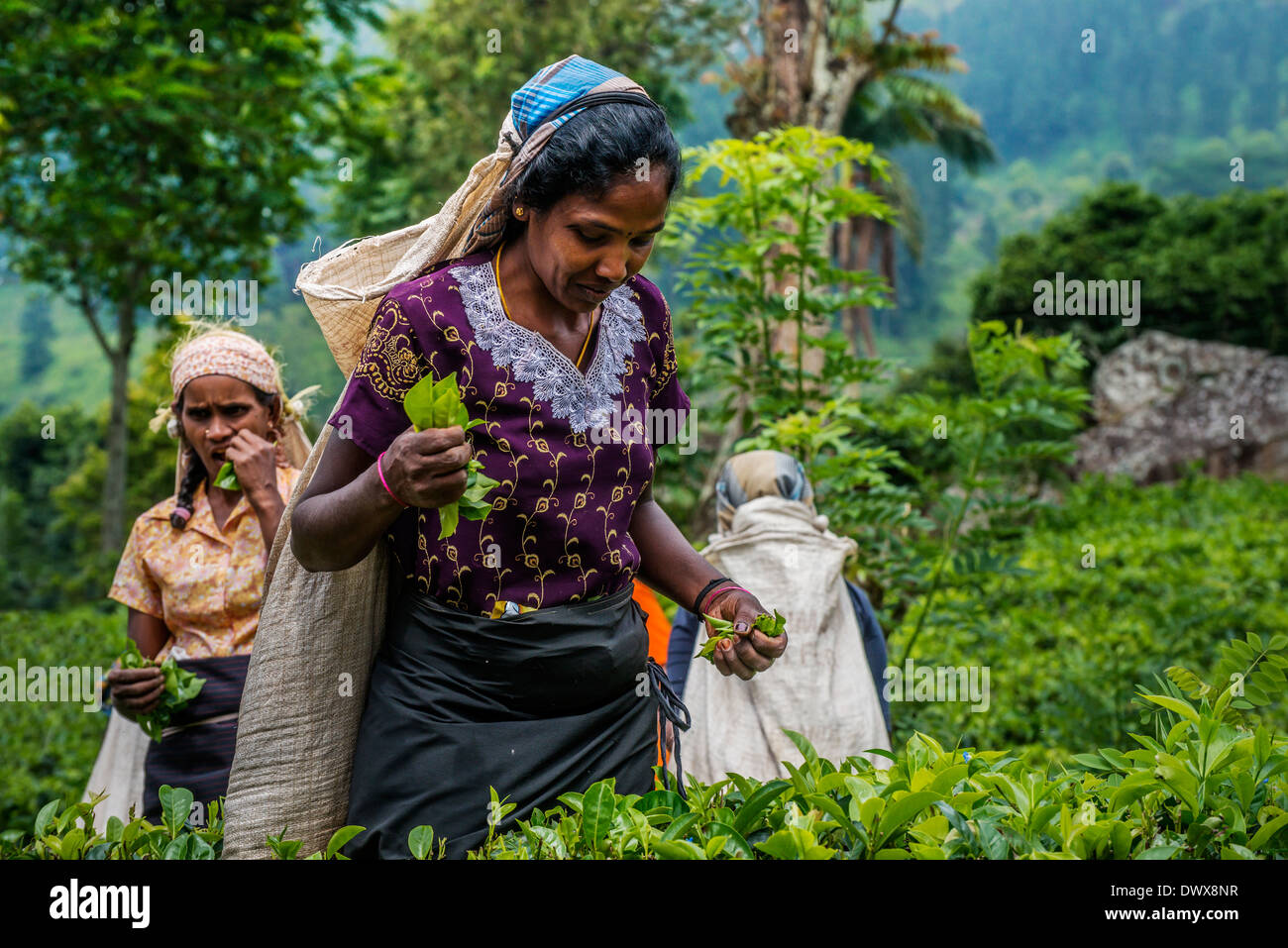 Tee Ernte Frauen in Nuwara Eliya Sri Lanka Stockfoto