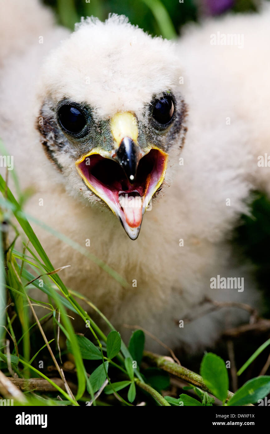 Prairie Falcon Küken Stockfoto