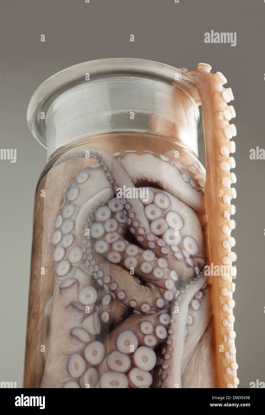 Octopus Tentacle kommen aus einem Glasbehälter. Stockfoto