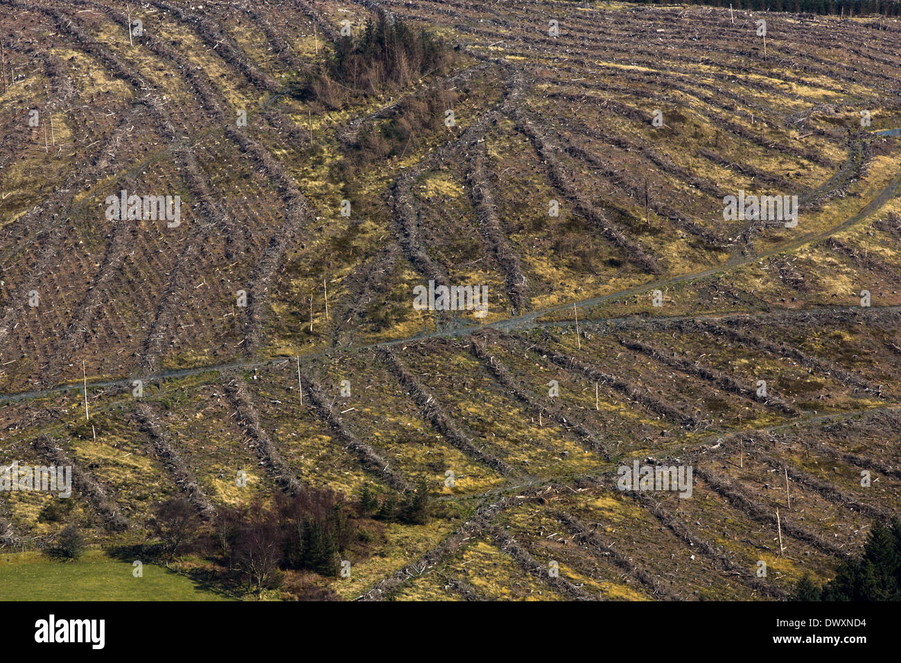 Abstrakte Ridge Muster gebildet durch forstwirtschaftliche Betriebe an einem Berghang in mid Wales Stockfoto