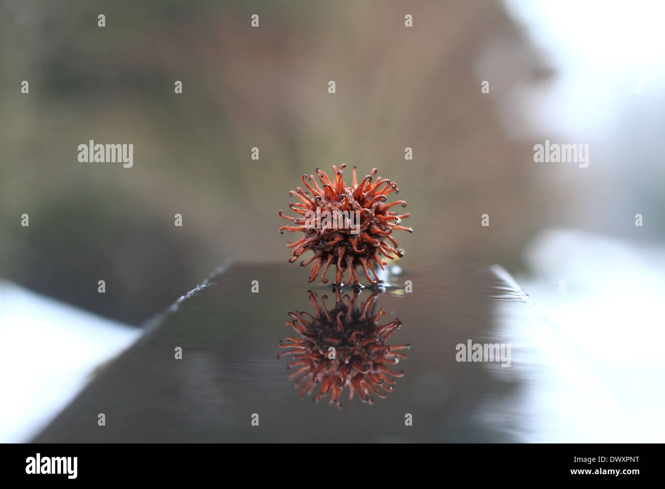 Amberbaum Baum Pod Stockfoto