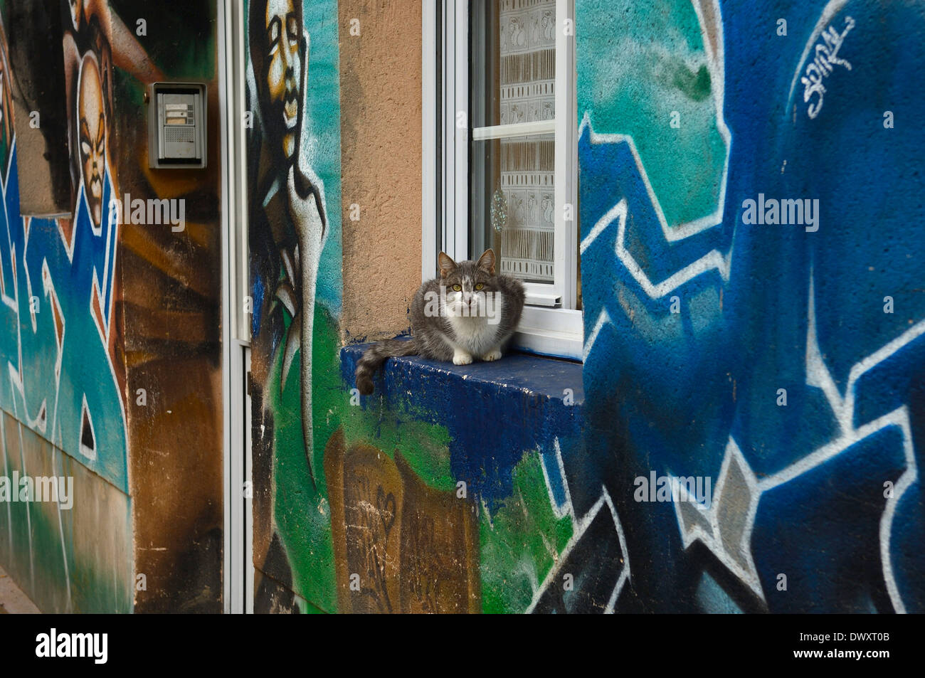 Eine Tabby Katze sitzt auf einem Fenster Fensterbank Haus bedeckt in Graffiti. Cherbourg. Normandie, Frankreich Stockfoto