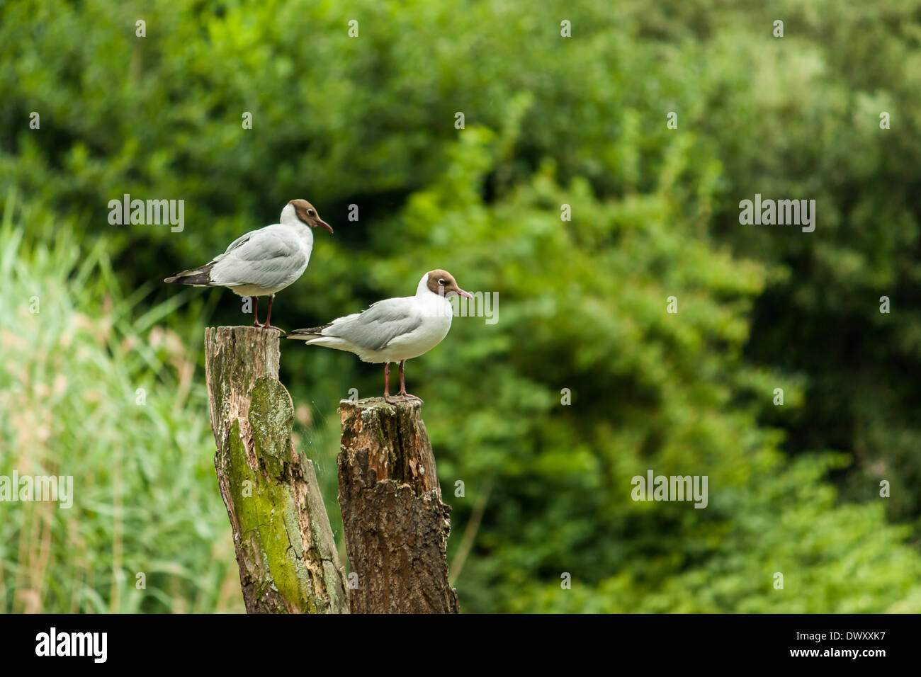 Zwei Möwen ruht auf einem Stamm Stockfoto