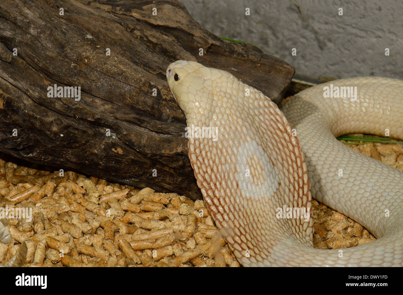 schöne Albino Monocellate Kobra (Naja Kaouthia) im terrarium Stockfoto