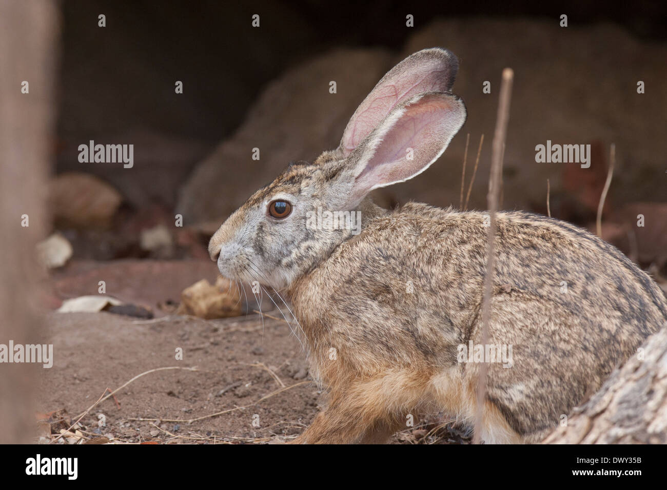 Schwarzen Himalaja-Hasen gesichtet in Pench Tiger Reserve. Es fror die Augenblick es sah uns und erlaubt uns nah. Die riesigen Ohren sehen schön Stockfoto
