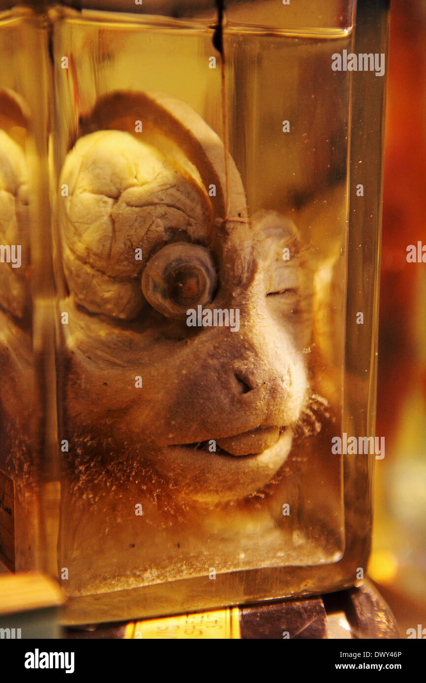 Teilweise zerlegt Affenkopf im Grant Museum in London, England. Stockfoto
