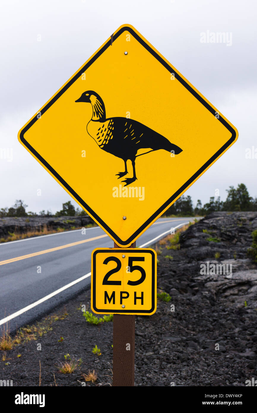 Nēnē Kreuzung. Hawaii Volcanoes National Park, Big Island, Hawaii, USA. Stockfoto