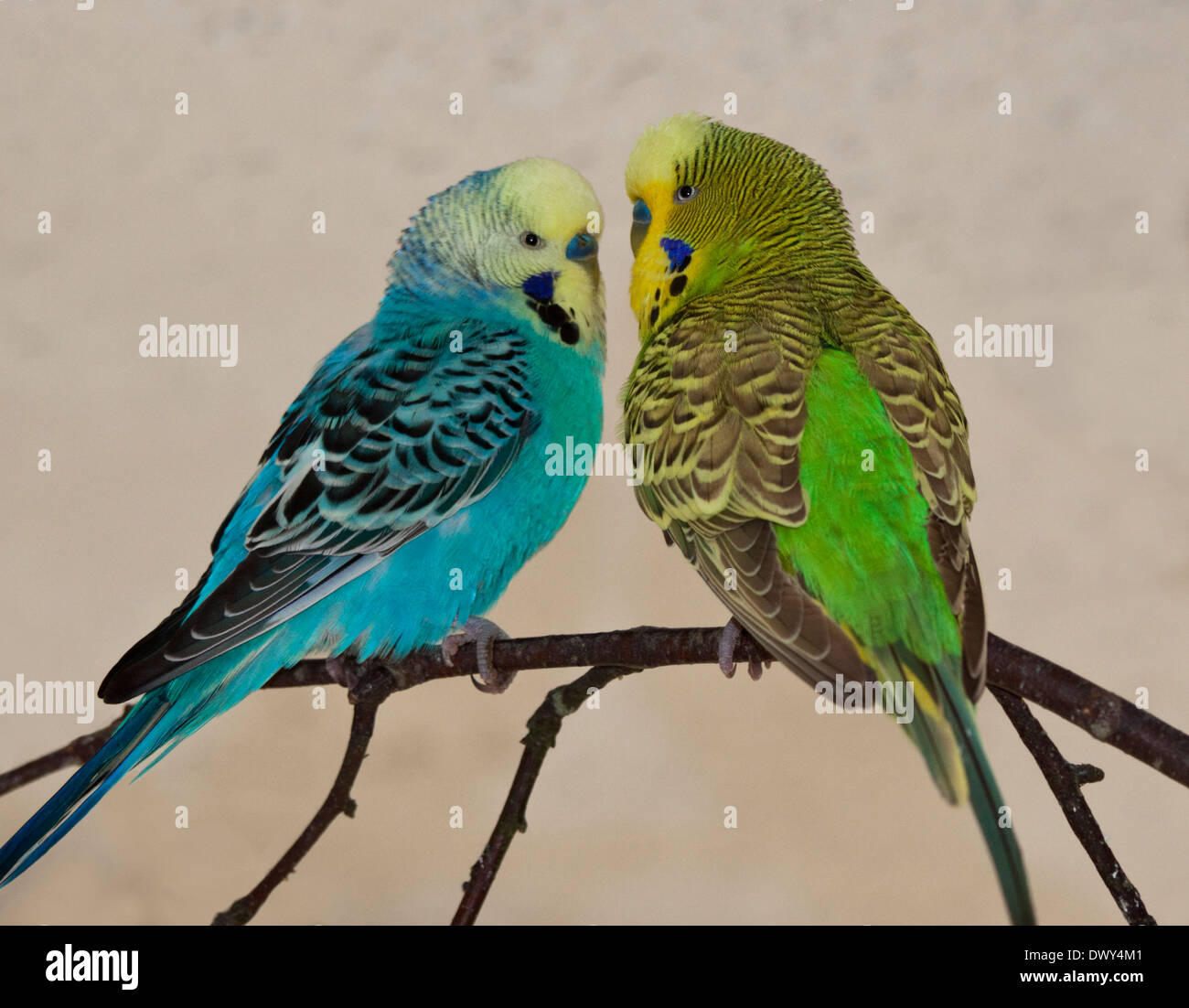 Blaue und grüne Wellensittiche Stockfoto