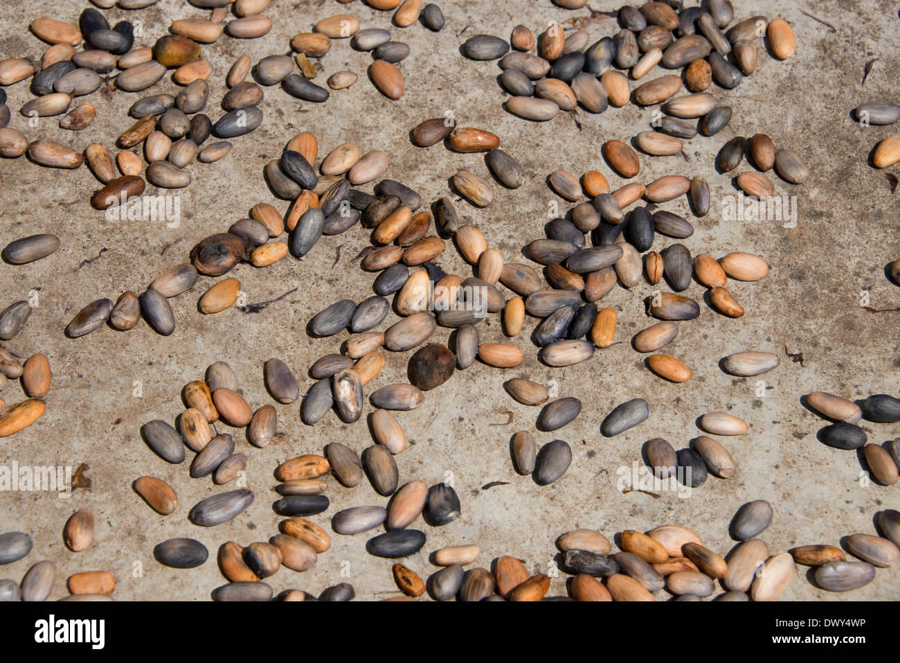 Belize, Punta Gorda, Columbia. Aguti Kakao Farm. Nachhaltige Bergbauernhof, die Kakaobäume spezialisiert. "Nassen" Coco trocknen. Stockfoto