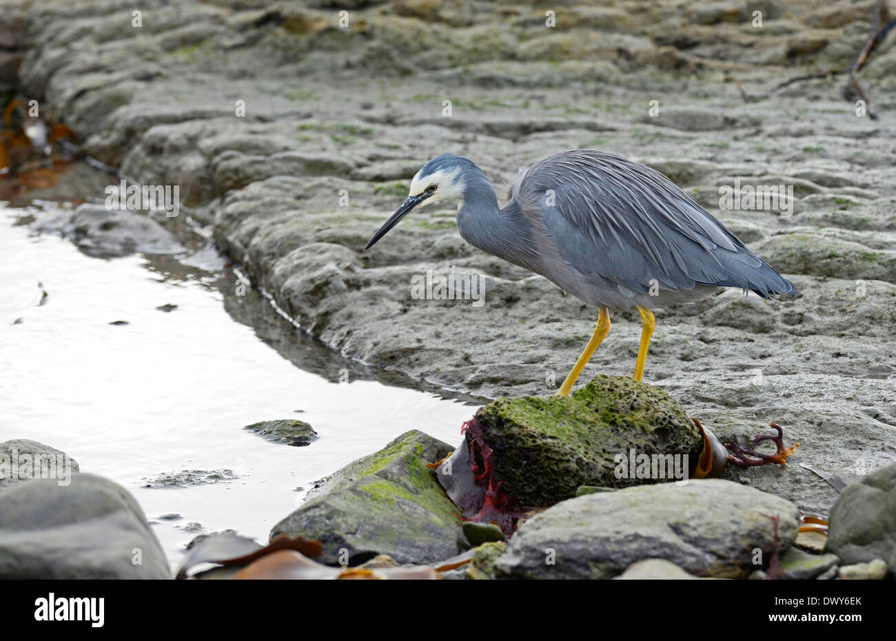 White-faced Heron (Egretta Novaehollandiae) auf Nahrungssuche in der Inter - Gezeitenzone an einem felsigen Küstenstreifen. Stockfoto
