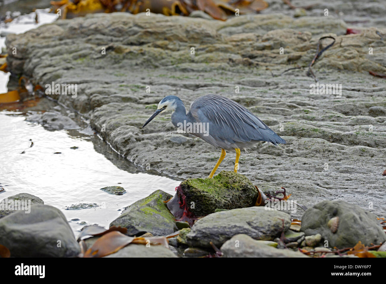 White-faced Heron (Egretta Novaehollandiae) auf Nahrungssuche in der Inter - Gezeitenzone an einem felsigen Küstenstreifen. Stockfoto