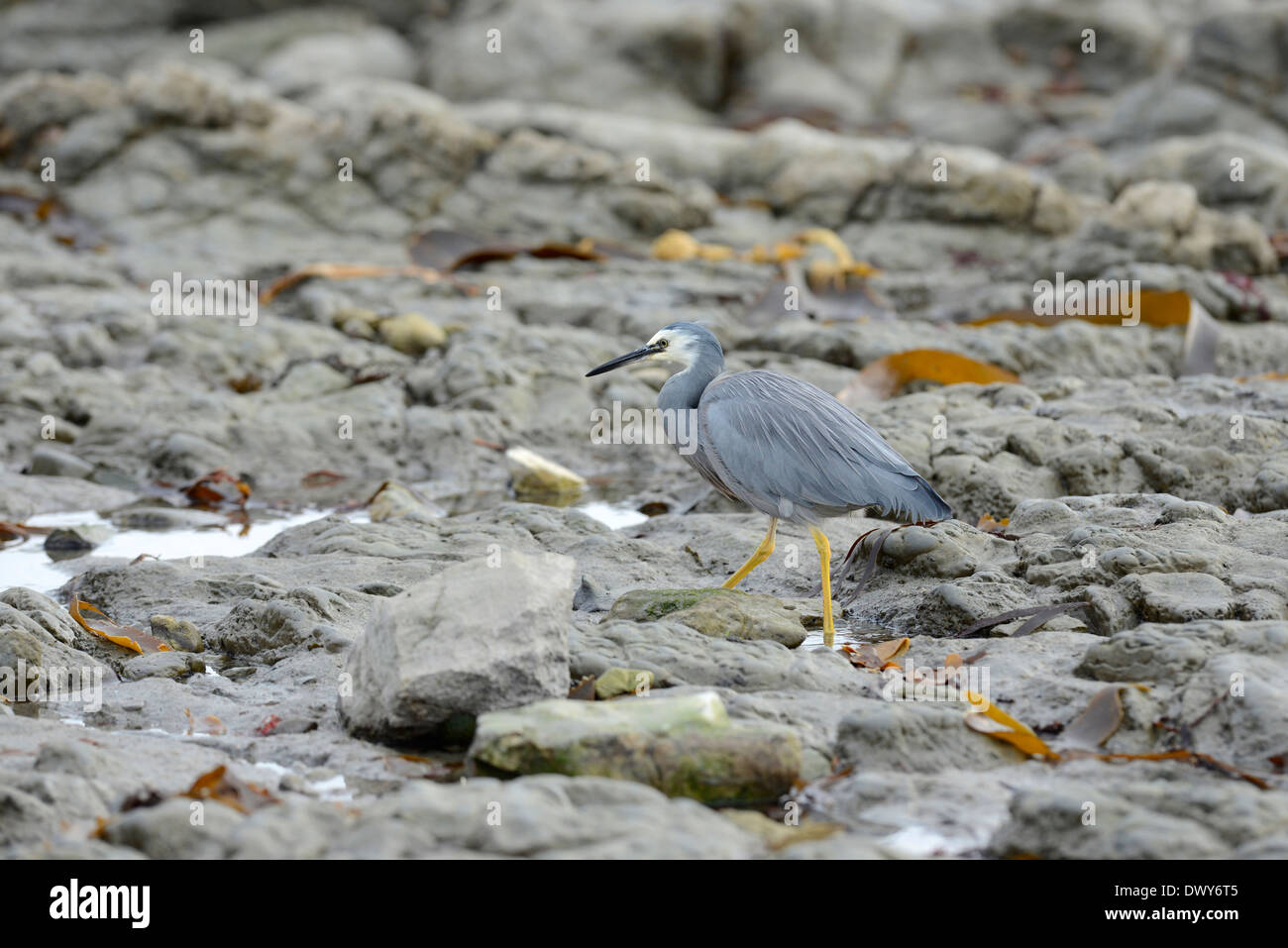 White-faced Heron (Egretta Novaehollandiae) auf Nahrungssuche in der Inter - Gezeitenzone an einem felsigen Küstenstreifen. Stockfoto