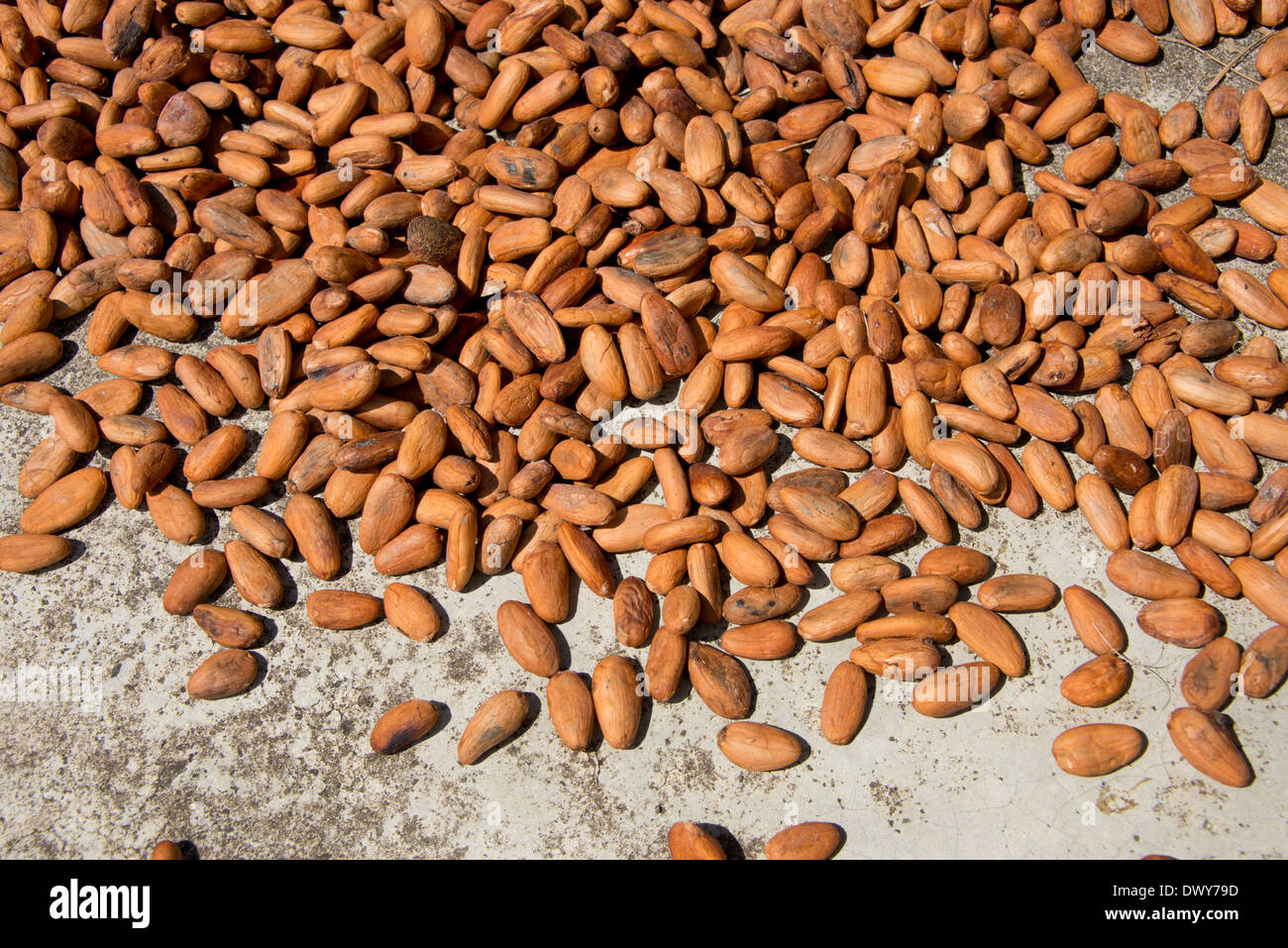 Belize, Punta Gorda, Columbia. Aguti Kakao Farm. Nachhaltige Bergbauernhof, die Kakaobäume spezialisiert. Getrocknete Coco Bohnen. Stockfoto