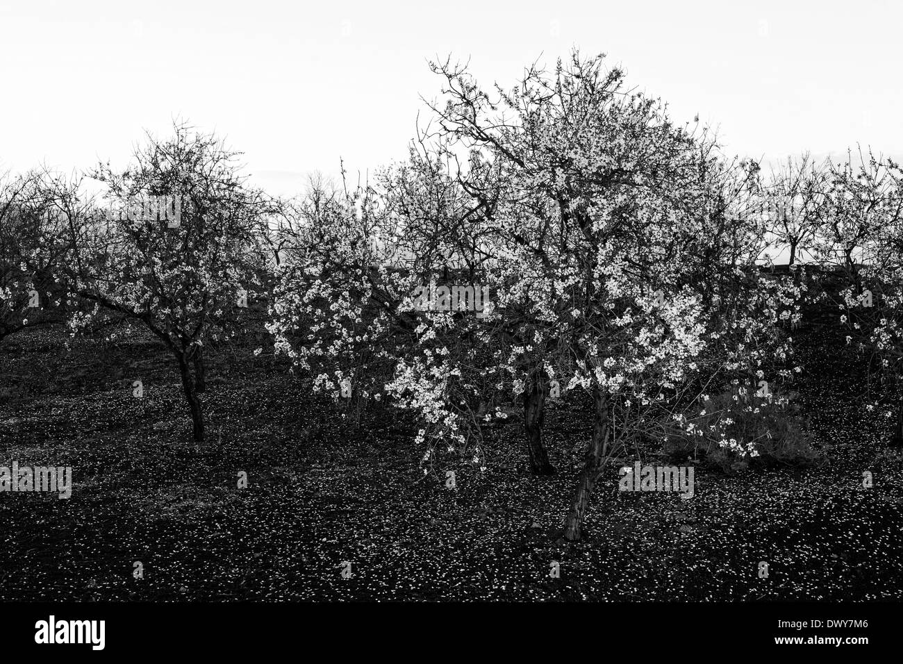 Mandelblüte im Februar in der Nähe von Santiago del Teide auf Teneriffa, Kanarische Inseln, Spanien. Stockfoto