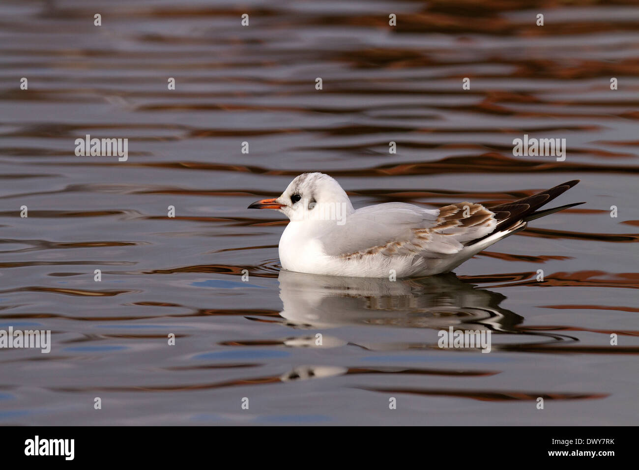 Schwarze Spitze Möve, Larus Ridibundus auf einem See Stockfoto