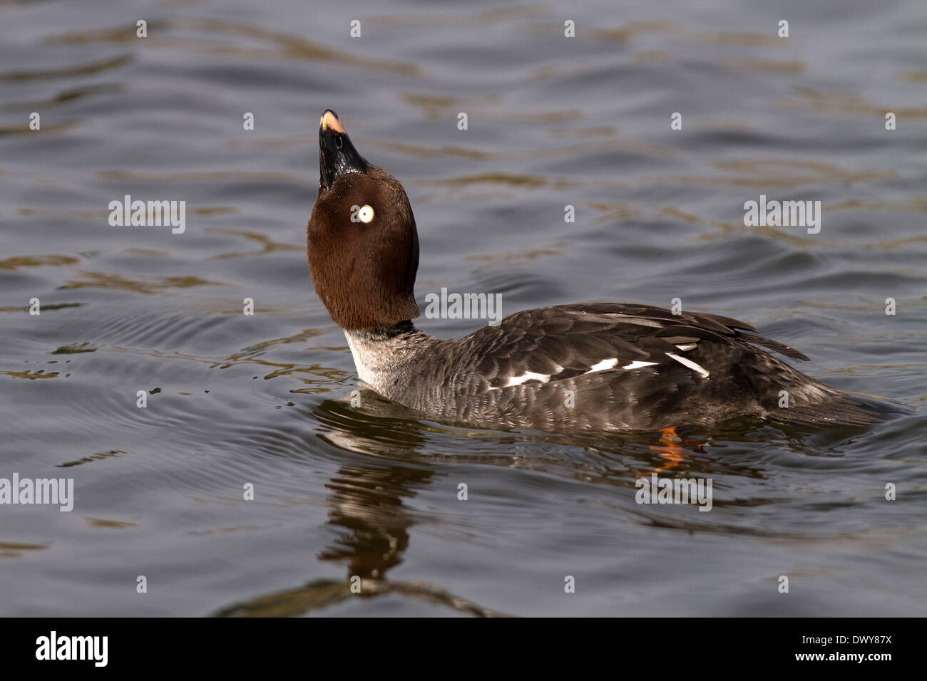 GOLDENEYE, Bucephala Clangula Weibchen umwerben Stockfoto