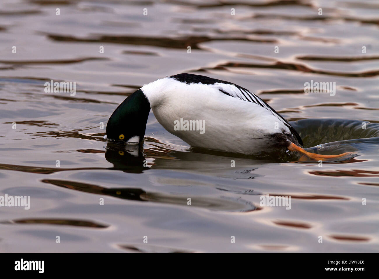 GOLDENEYE, Bucephala Clangula männlich Tauchen Stockfoto