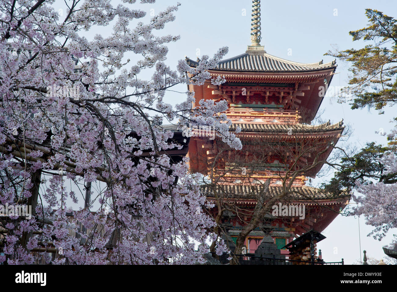 Yasaka Pagode und Kirsche blüht, Kyoto Präfektur, Japan Stockfoto