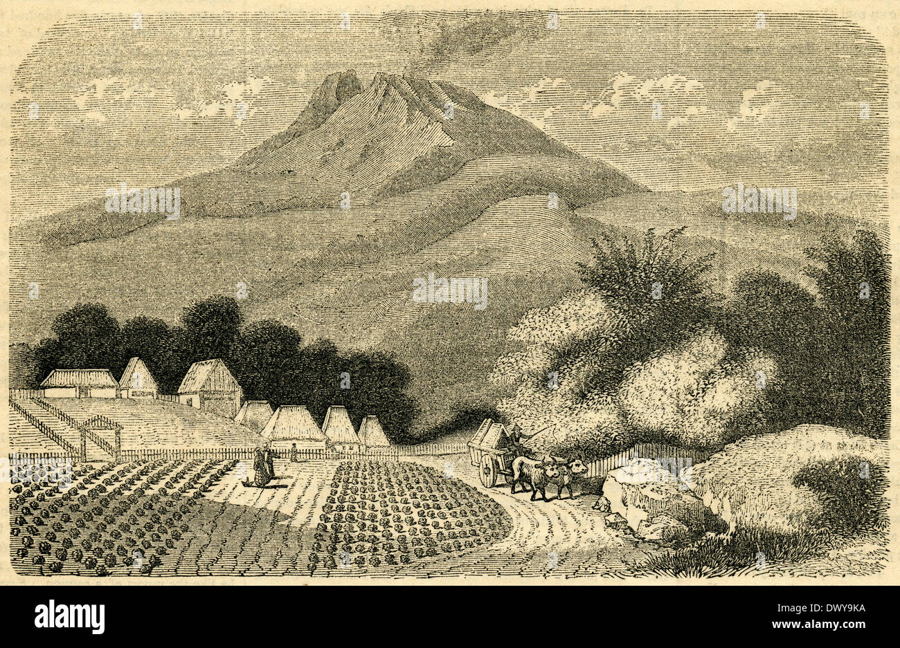 Antiken 1854 Gravur, A Tee und Kaffee-Plantage in Simpar unter dem Vulkan Mount Merapi in Java. Stockfoto