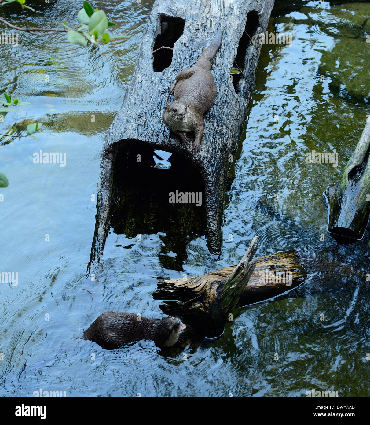 schön glatt beschichtet Fischotter (Lutrogale Perspicillata) Leben in Thai Wald Stockfoto
