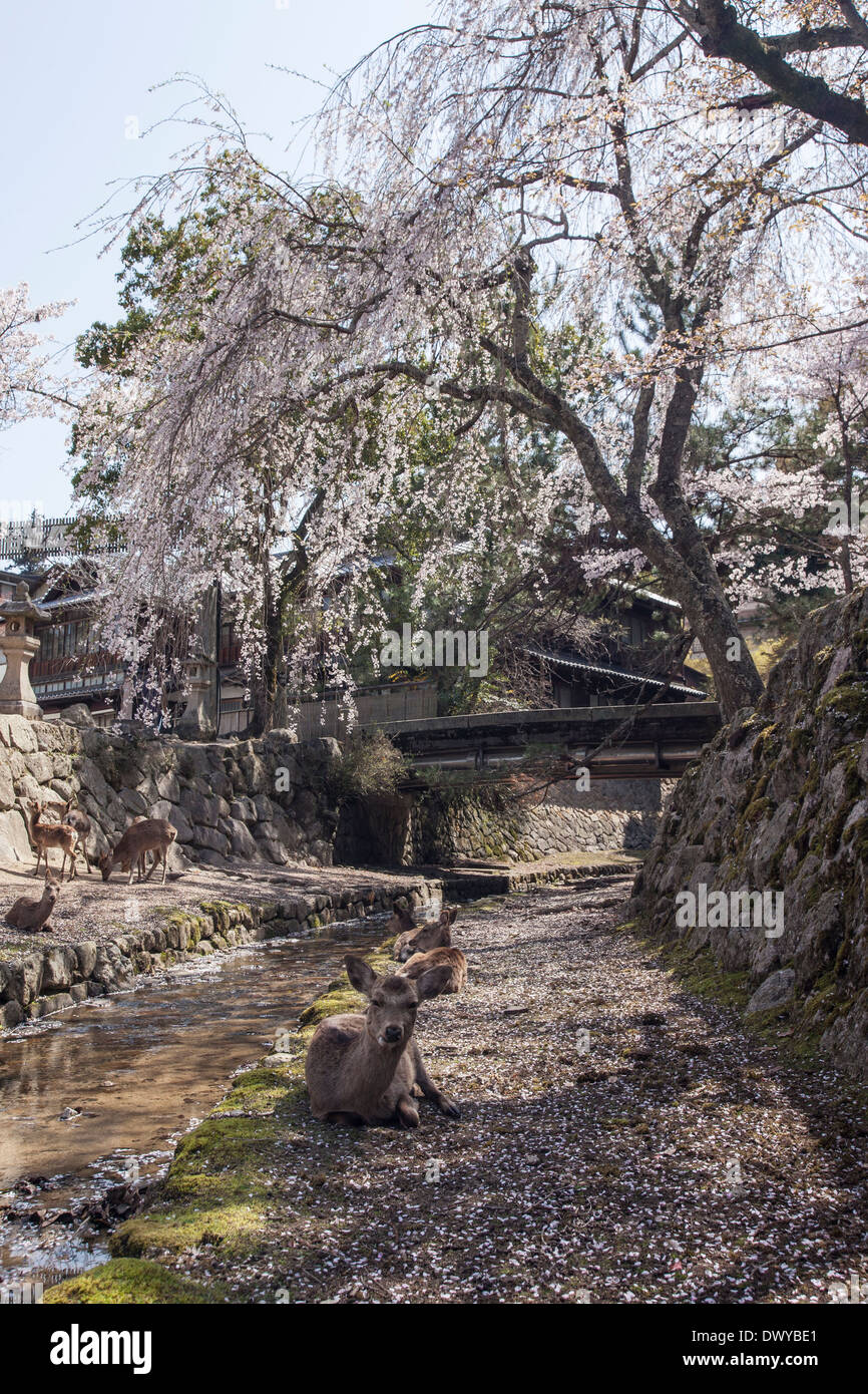 Miyajima Hirsche unter Kirsche blüht Baum, Hatsukaichi, Hiroshima-Präfektur, Japan Stockfoto