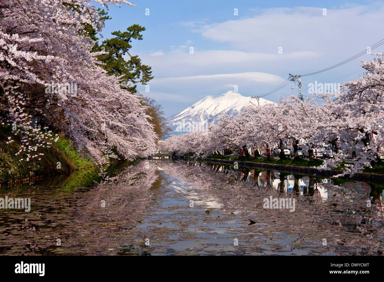 Kirschblüten, reflektiert in der Wasser, Hirosaki, Präfektur Aomori, Japan Stockfoto