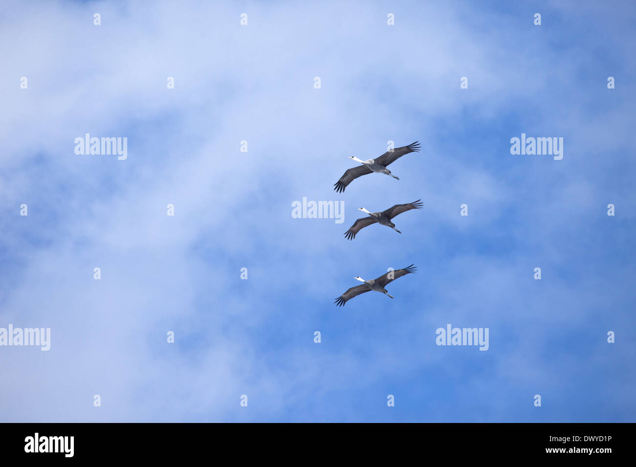 Mit Kapuze Kraniche fliegen in den Himmel, Shunan, Präfektur Yamaguchi, Japan Stockfoto