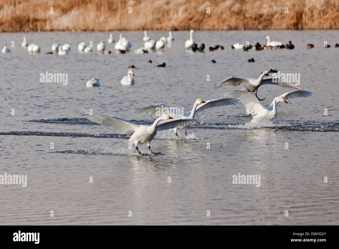 Vögel fliegen auf der Oberfläche des Wassers Stockfoto