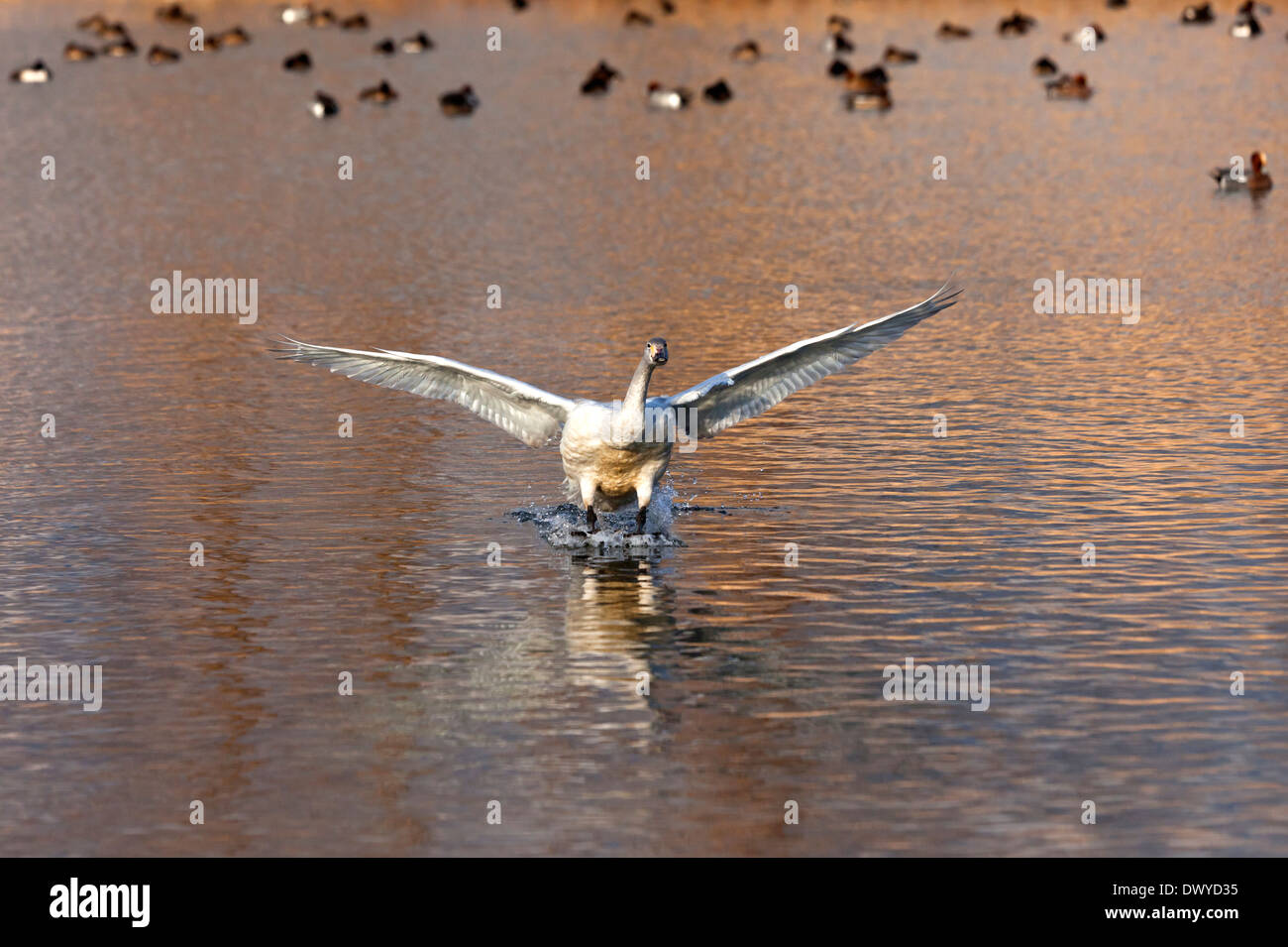 Vögel fliegen auf der Oberfläche des Wassers Stockfoto