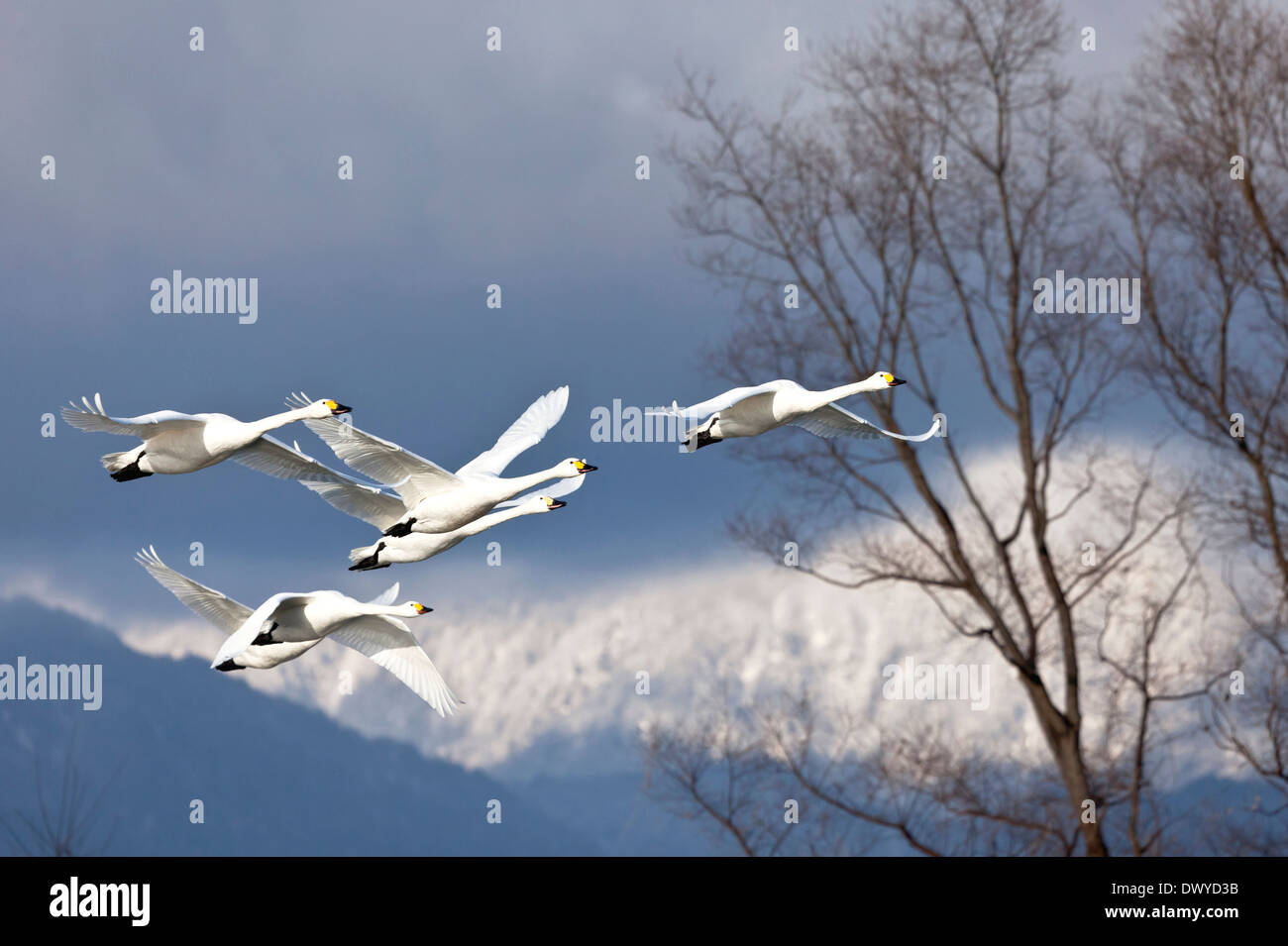 Vögel fliegen in den Himmel Stockfoto