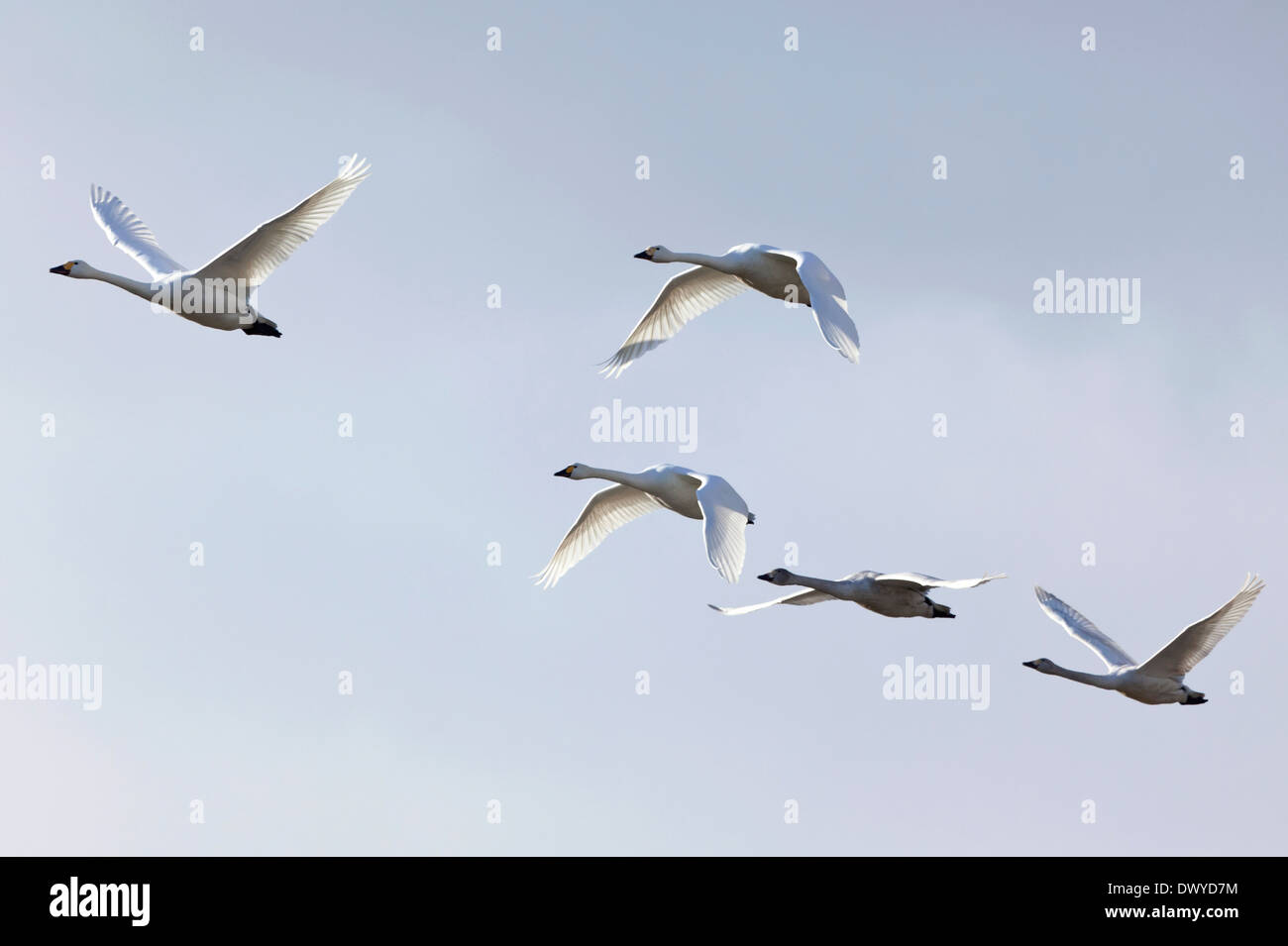 Vögel fliegen in den Himmel Stockfoto