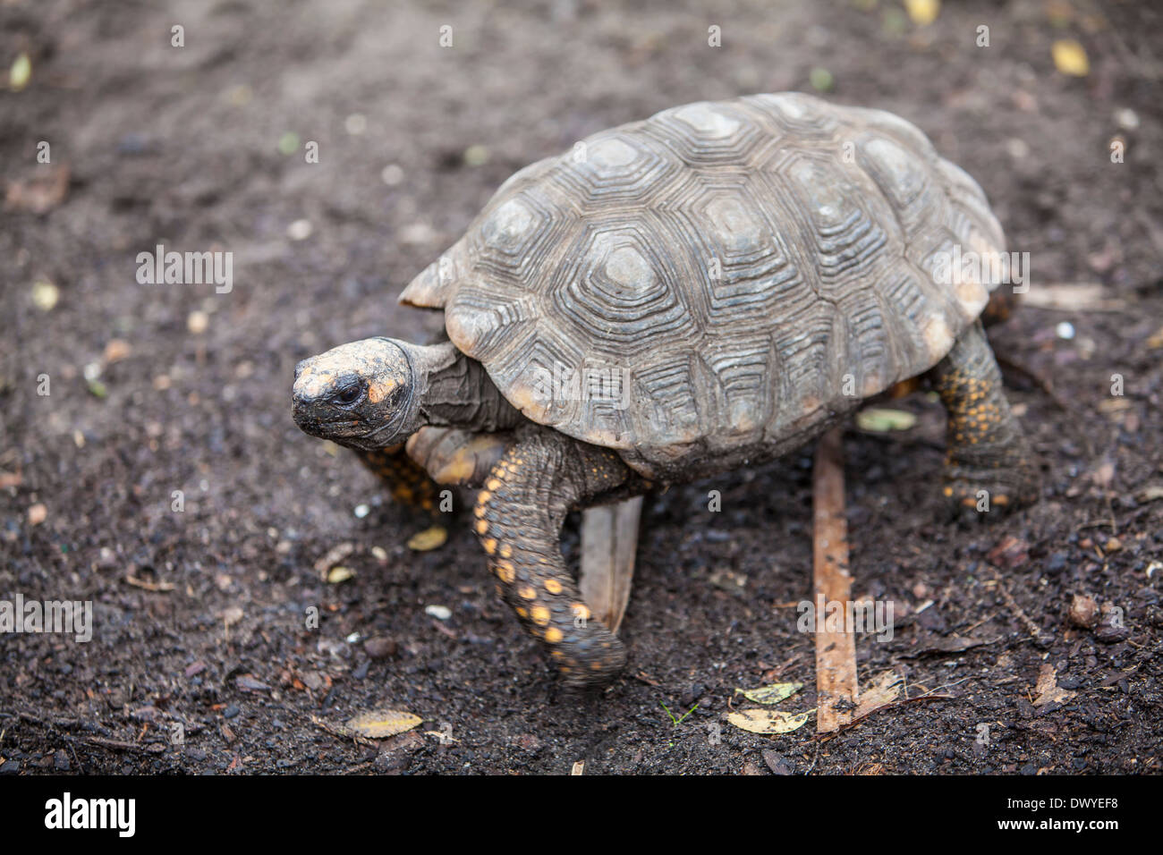 Eine gelb-footed Schildkröte ist in St. Augustine Alligator Farm, Florida abgebildet. Stockfoto