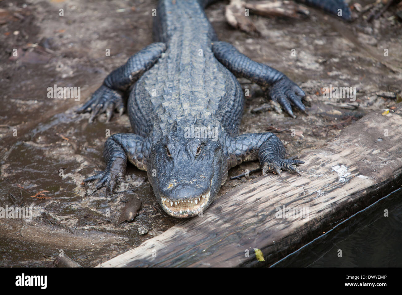 Ein Alligator ist in Florida St. Augustine Alligatorfarm abgebildet. Stockfoto