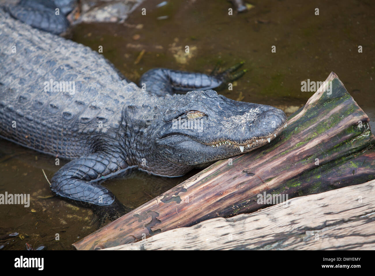 Ein Alligator ist in Florida St. Augustine Alligatorfarm abgebildet. Stockfoto