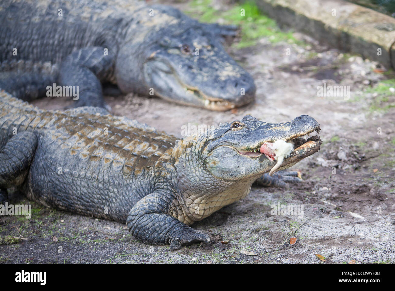 Ein Alligator frisst ein Nagetier in Florida St. Augustine Alligatorfarm Stockfoto