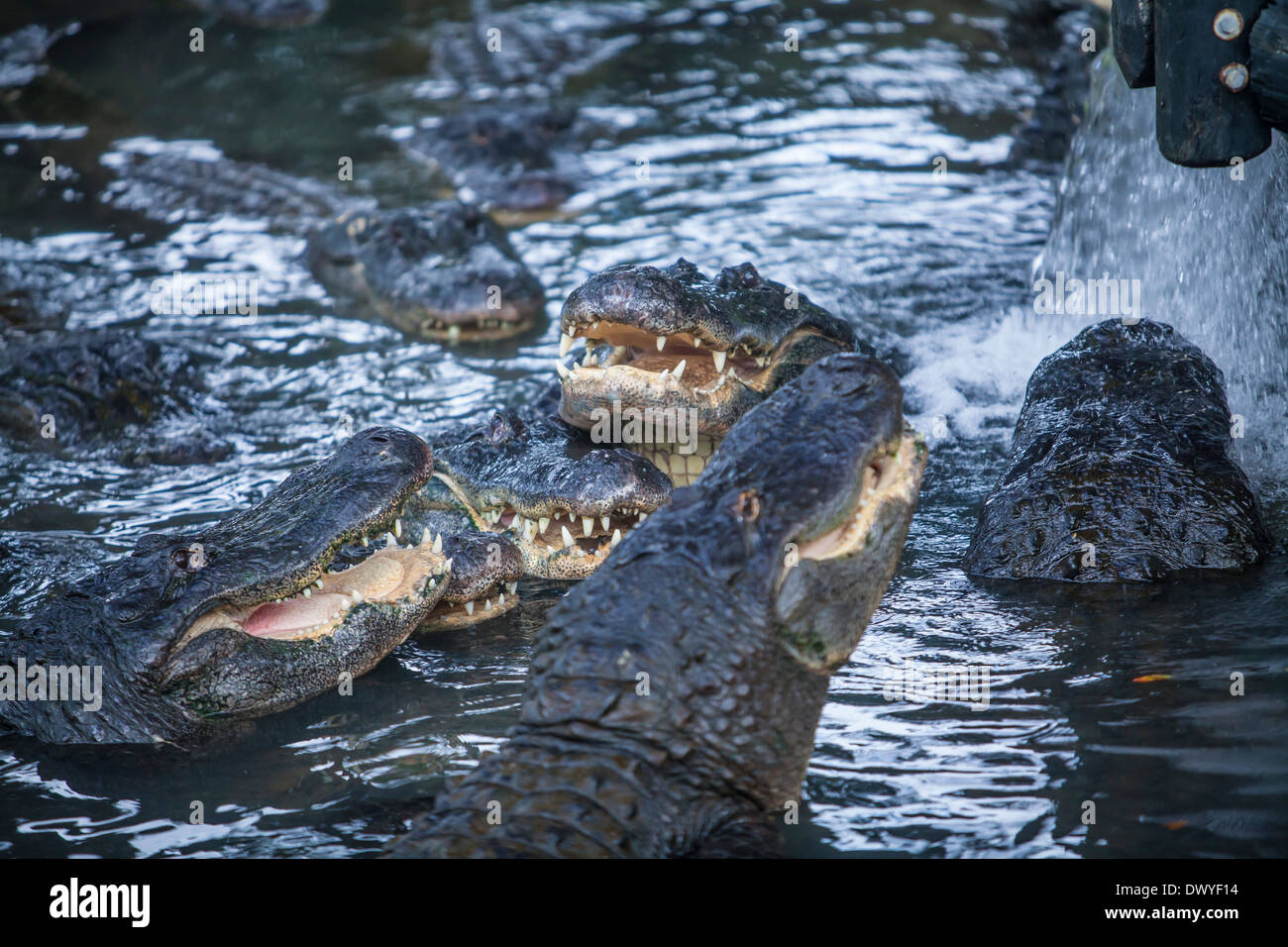 Alligatoren sind in Florida St. Augustine Alligatorfarm abgebildet. Stockfoto