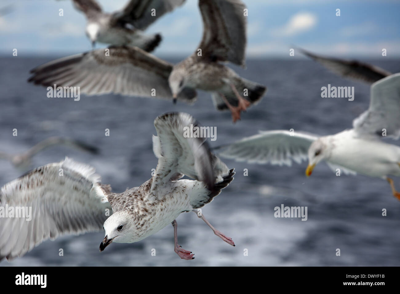 Wismar, Deutschland, Möwen im Flug Stockfoto