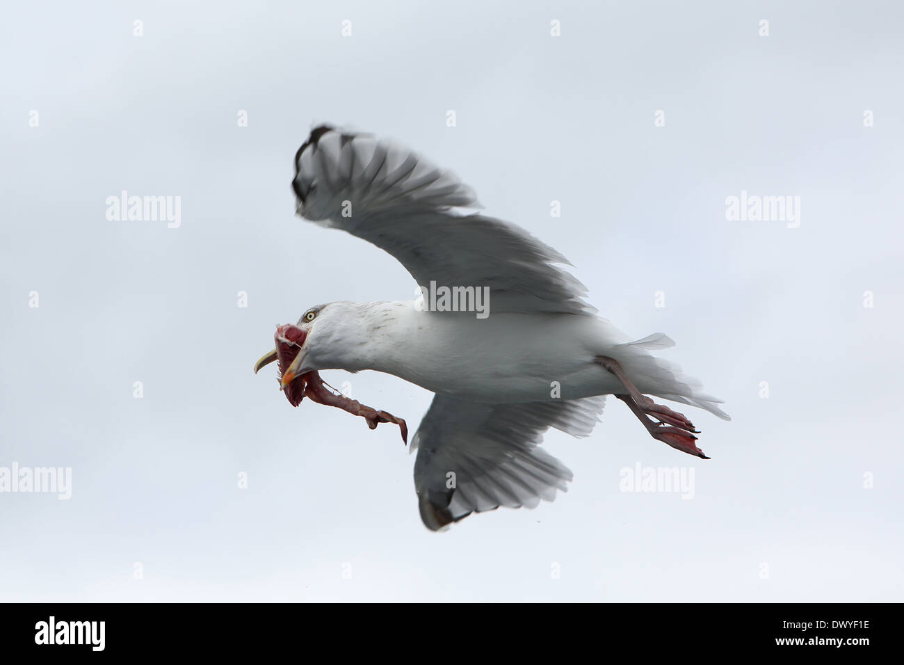 Wismar, Deutschland, Möwe im Flug mit einem Fisch im Schnabel Stockfoto