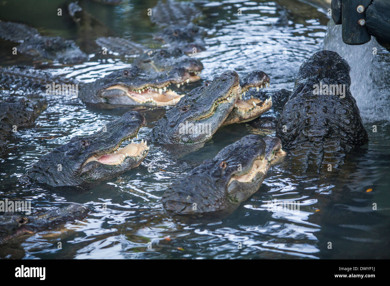 Alligatoren sind in Florida St. Augustine Alligatorfarm abgebildet. Stockfoto
