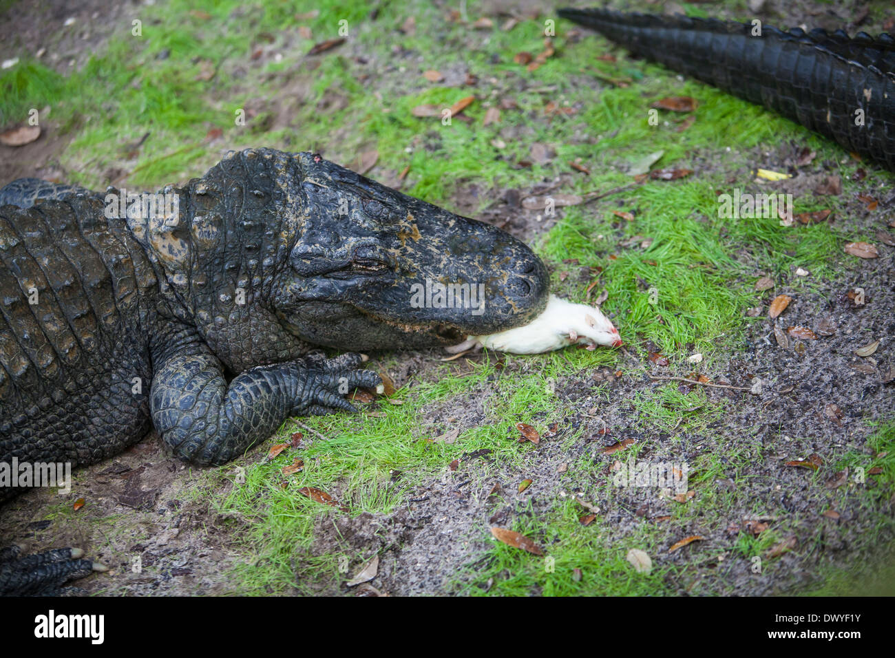 Ein Alligator frisst ein Nagetier in Florida St. Augustine Alligatorfarm Stockfoto