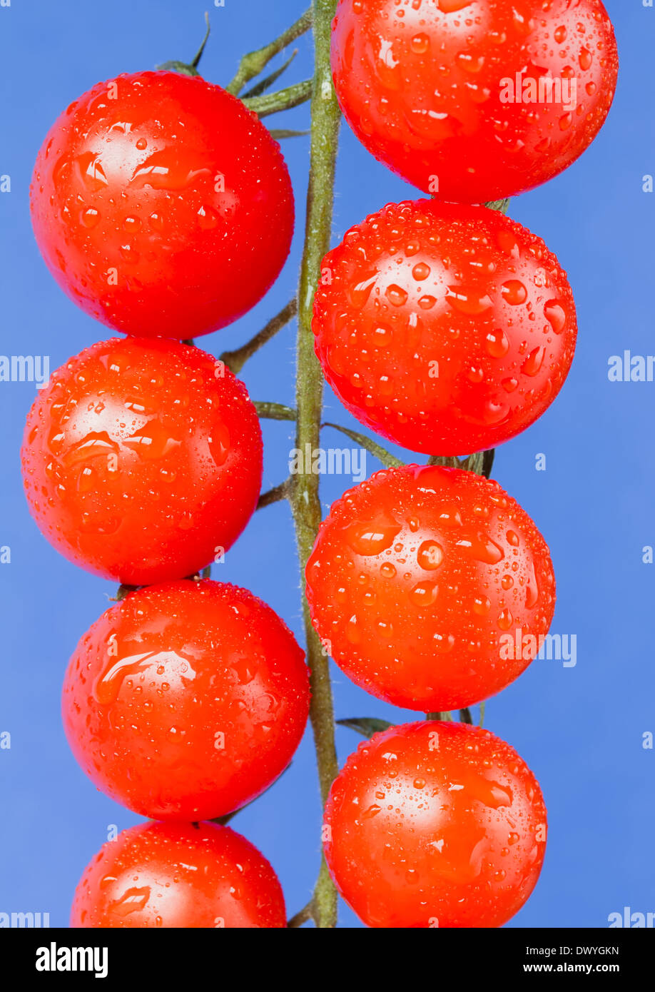 Reife Kirsche strauchtomaten auf blauem Hintergrund Stockfoto