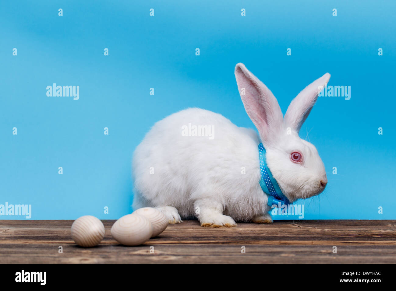 Weiße Osterhase mit hölzernen Eiern auf blauem Hintergrund Stockfoto