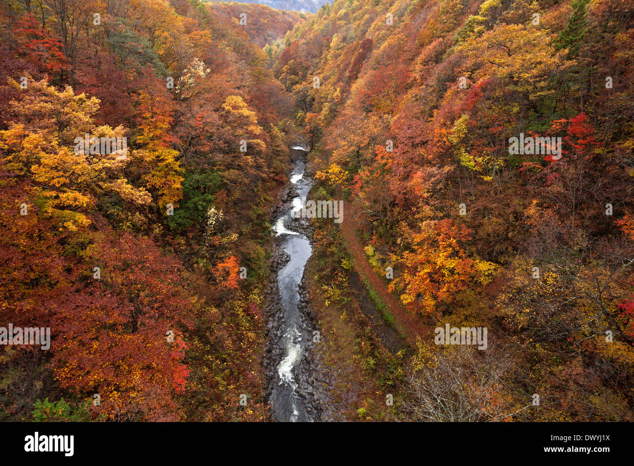 Herbst-Blick auf Urabandai, Fukushima Präfektur, Japan Stockfoto