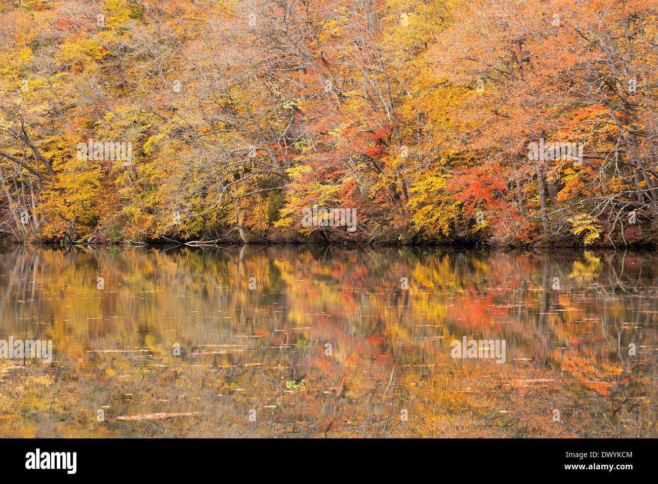Herbst-Blick auf Tsutanuma, Präfektur Aomori, Japan Stockfoto