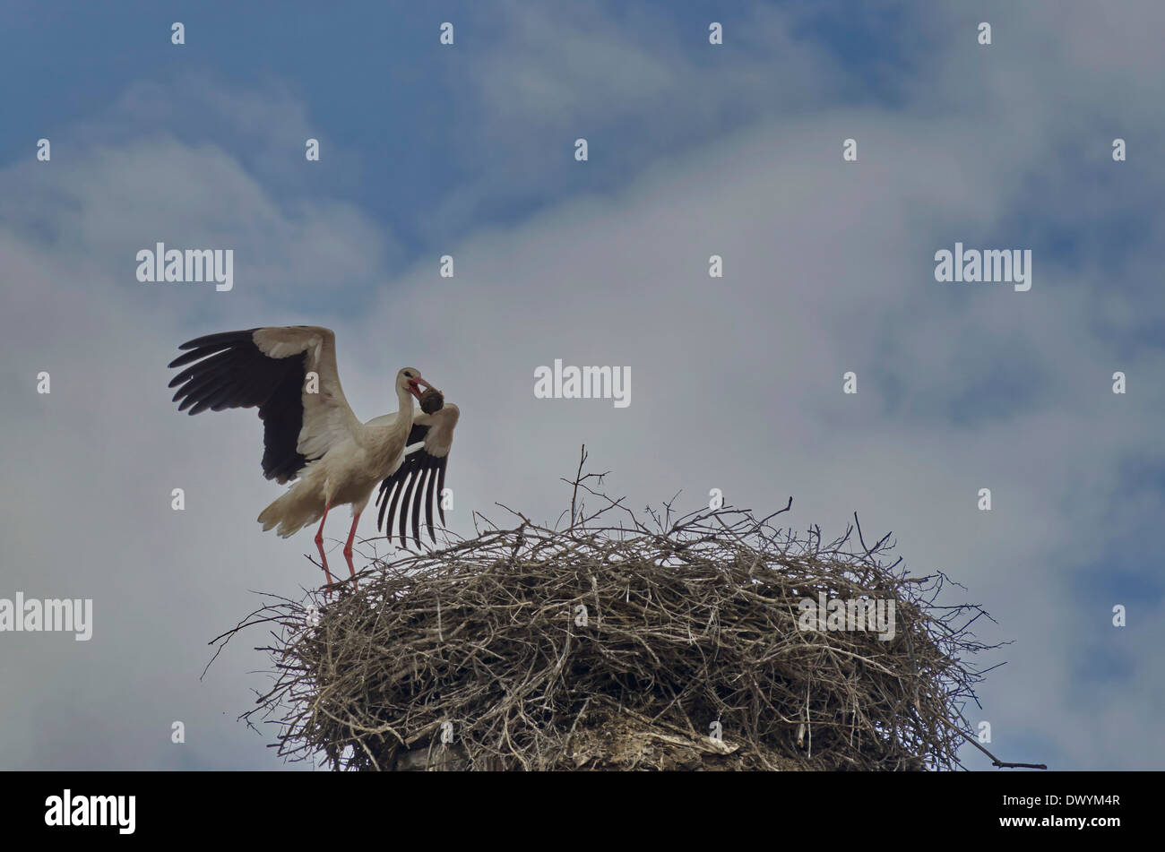 Weißstorch nehmen Sie eine Schraffur Huhn vom nest Stockfoto