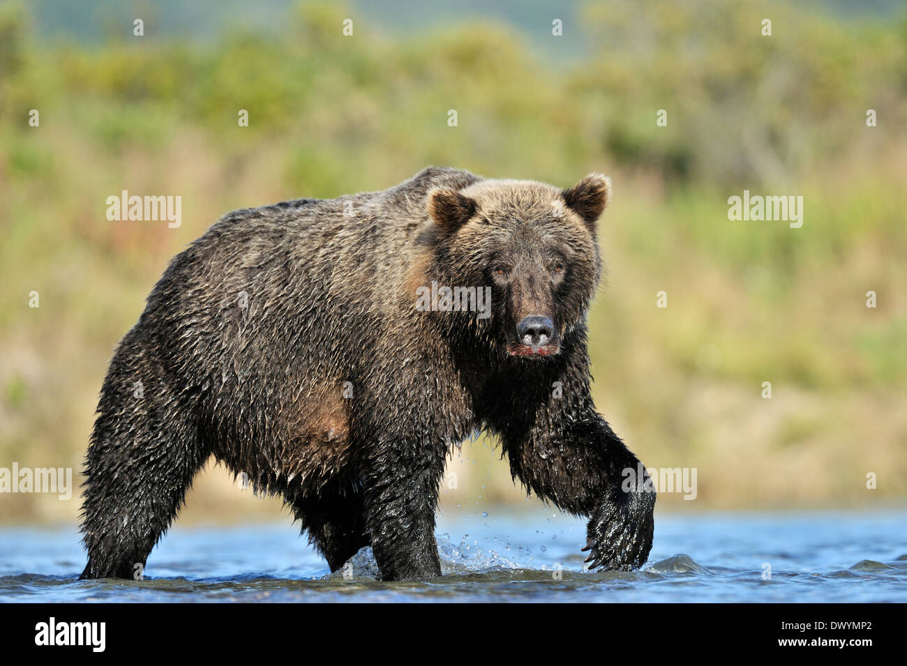 Grizzly Bär (Ursus Arctos Horribilis) Angeln im Wasser. Stockfoto