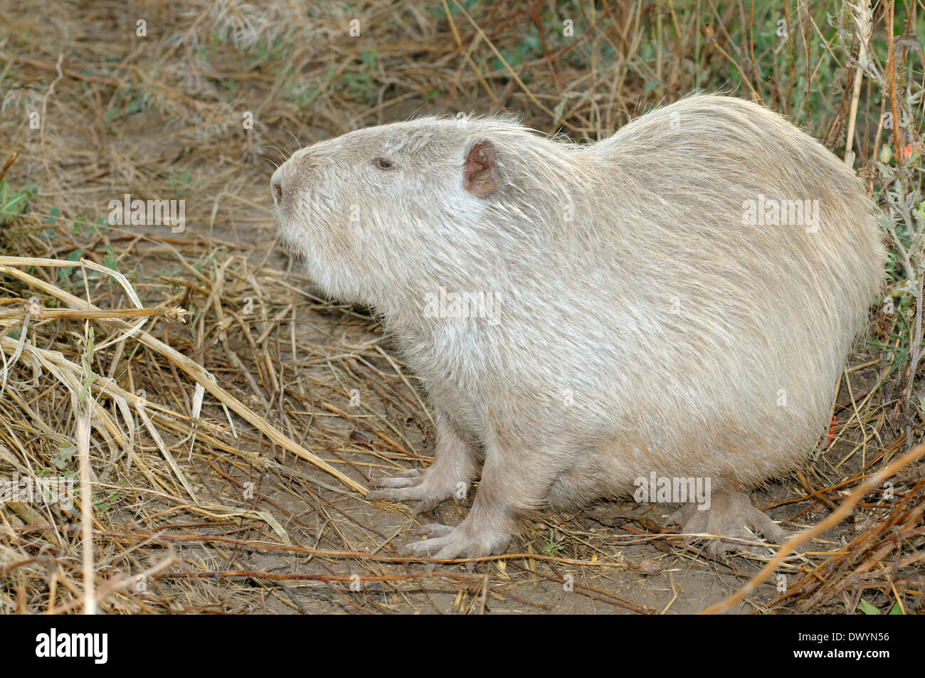 Gemeinsamen amerikanischen Bisamratte, Bisamratte oder Muskbeaver (Ondatra Zibethicus) Stockfoto