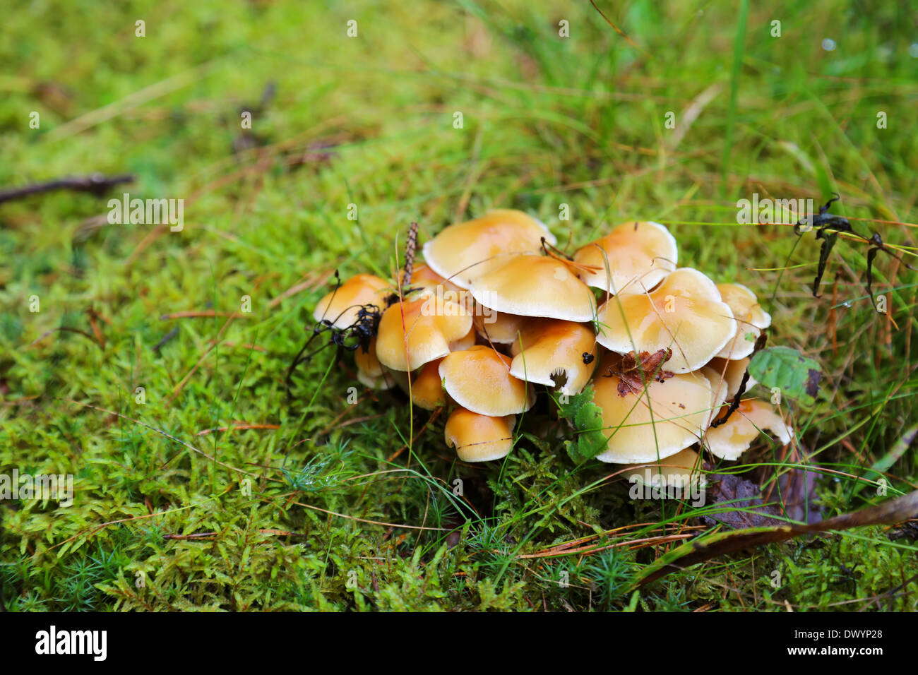 Leichte braune kleine Pilze auf grünem Moos im Wald Stockfoto